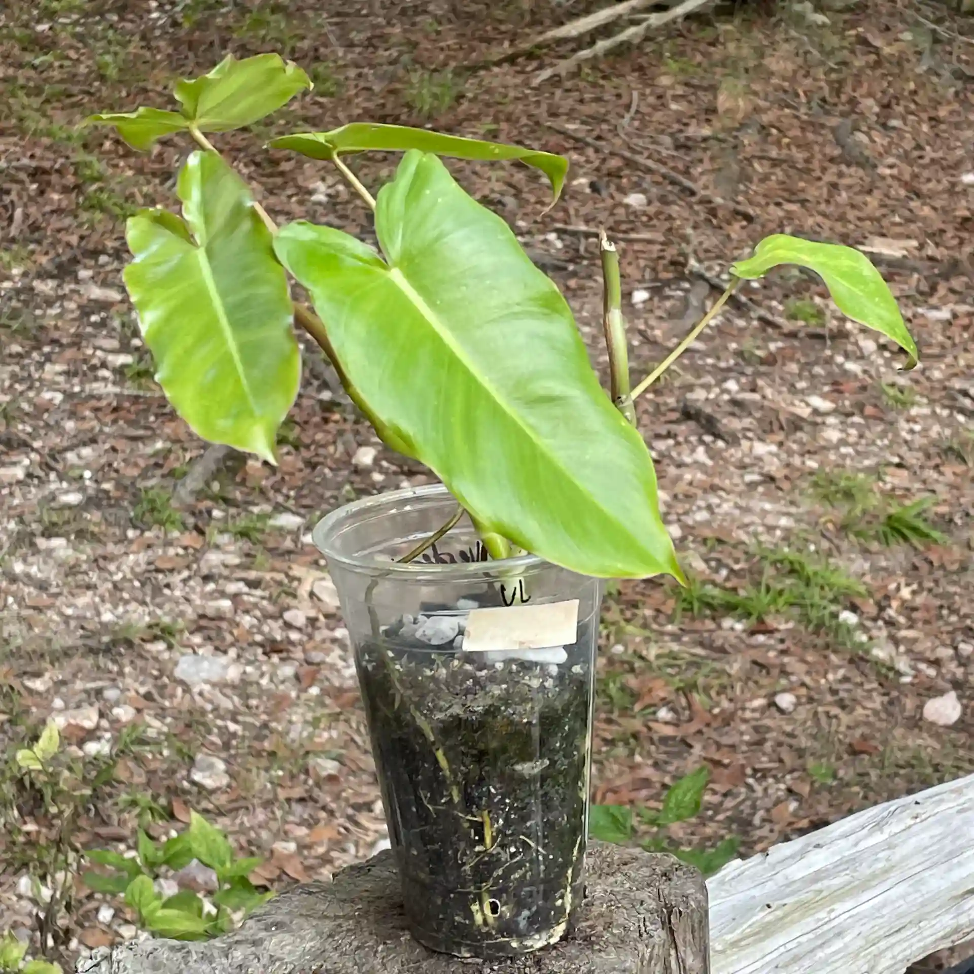 Paraiso Verde Philodendron