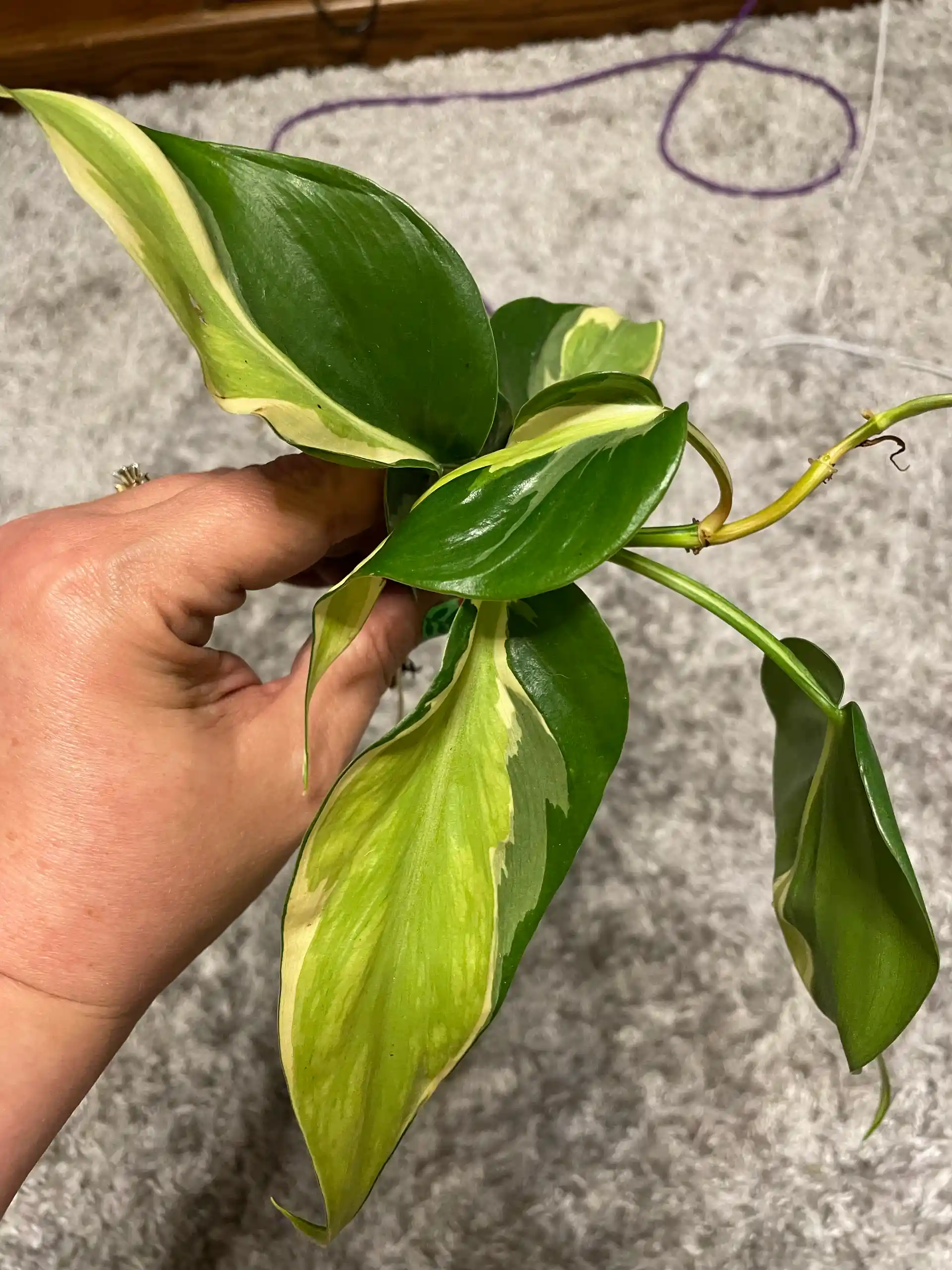 Cream Splash ROOTED Vine Cutting