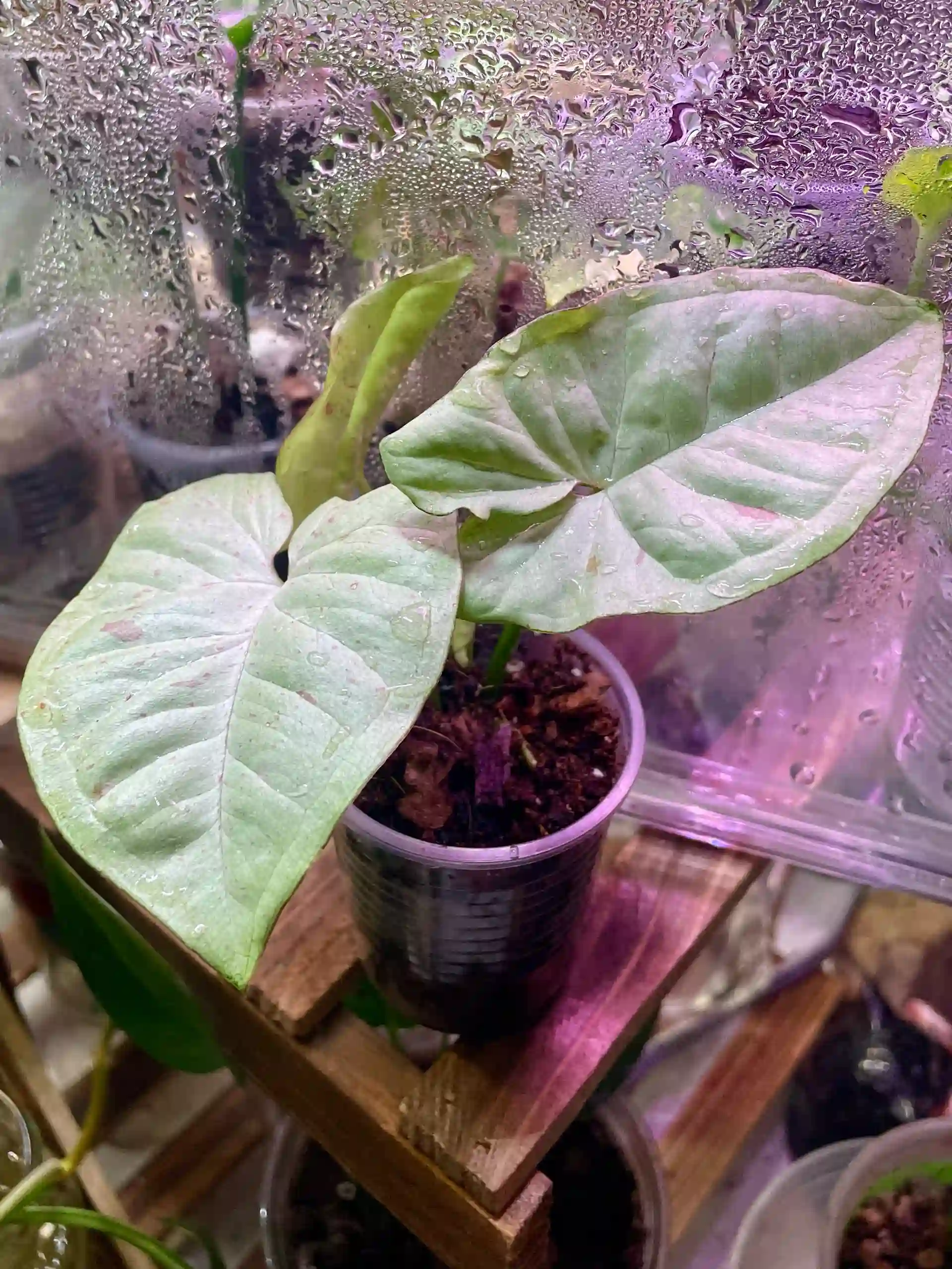 Milk Confetti Syngonium