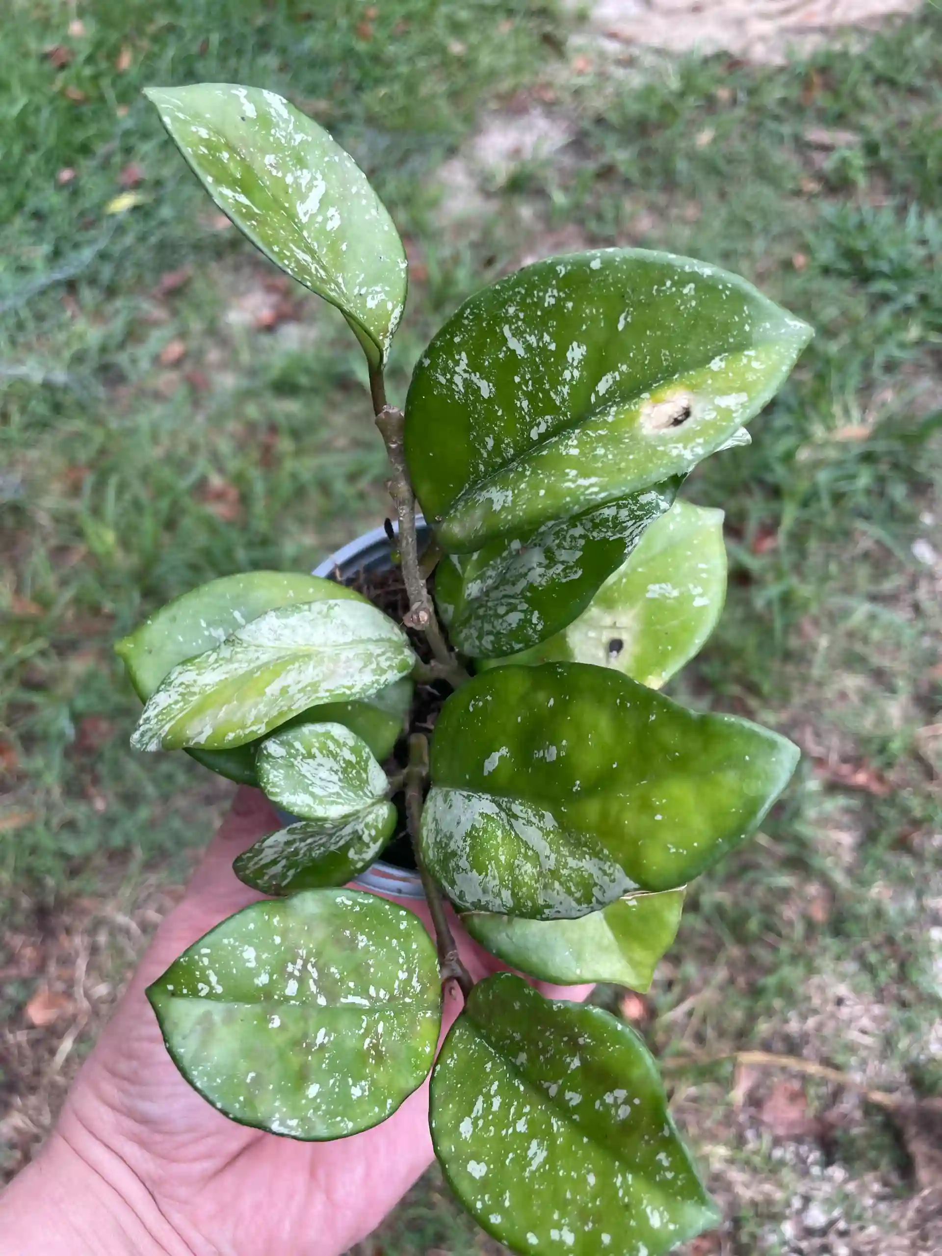 Hoya Carnosa “freckled” splash