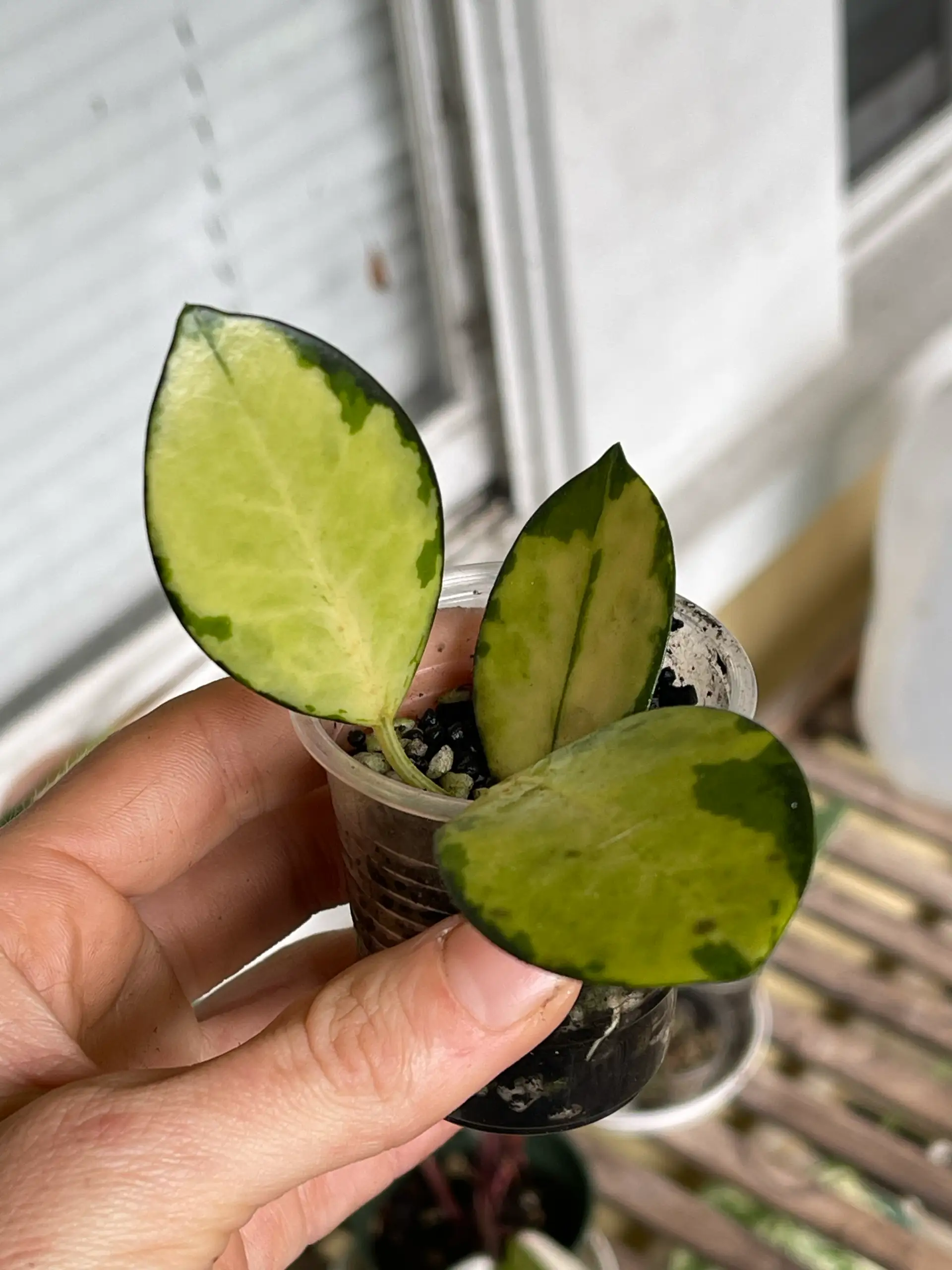 Hoya Australis Lisa (add on only)