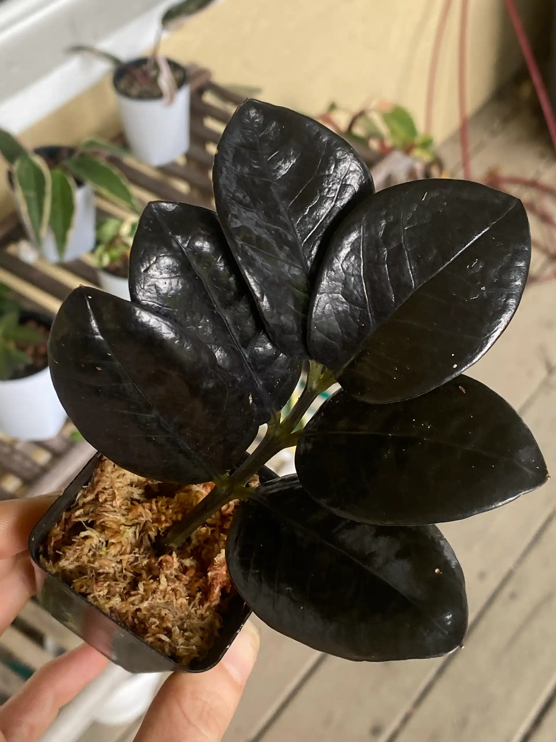 Black Raven ZZ Plant | Zamioculcas Zamiifolia (add on only)
