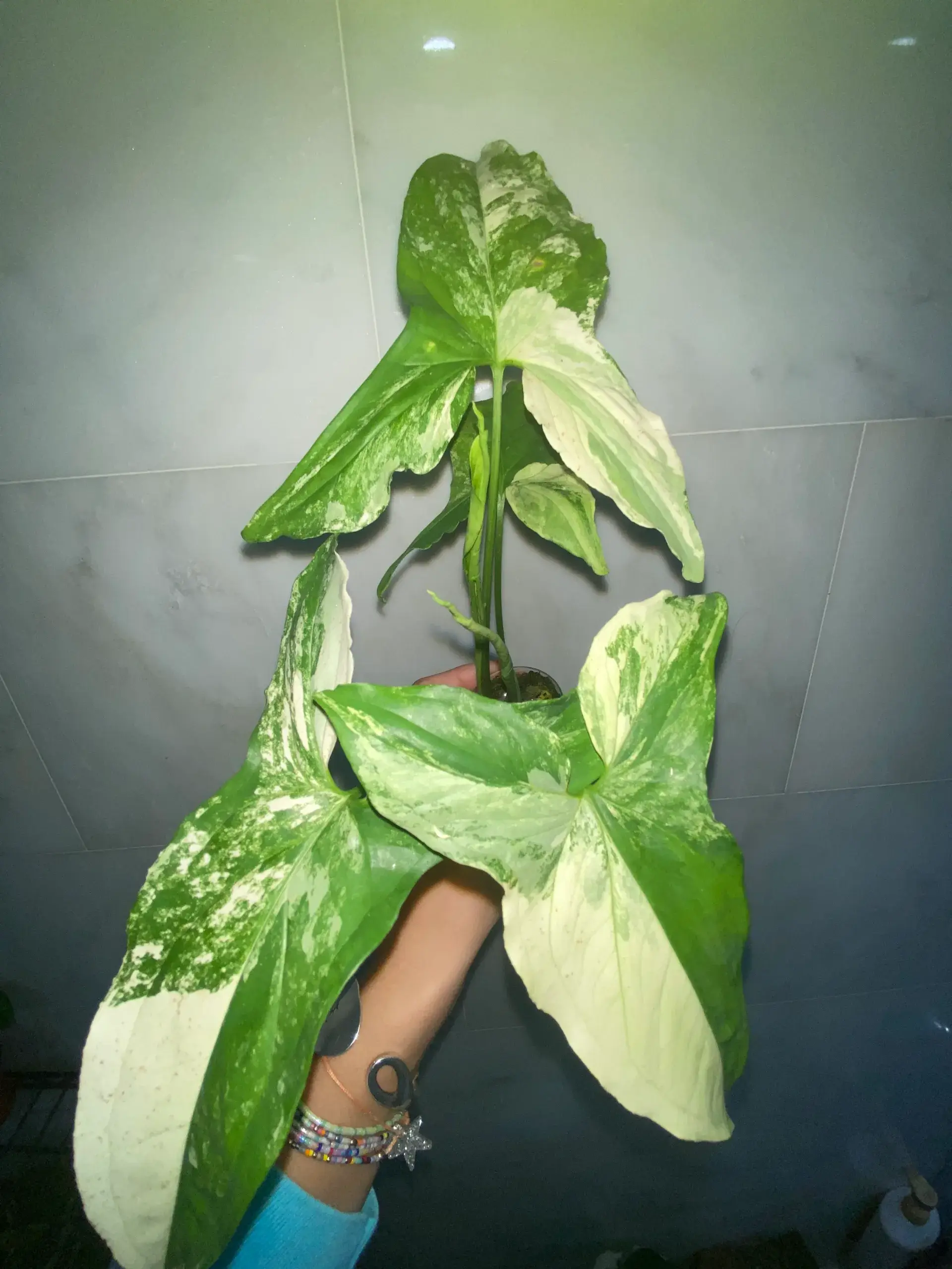 SALE 🤩Rooted Syngonium Albo