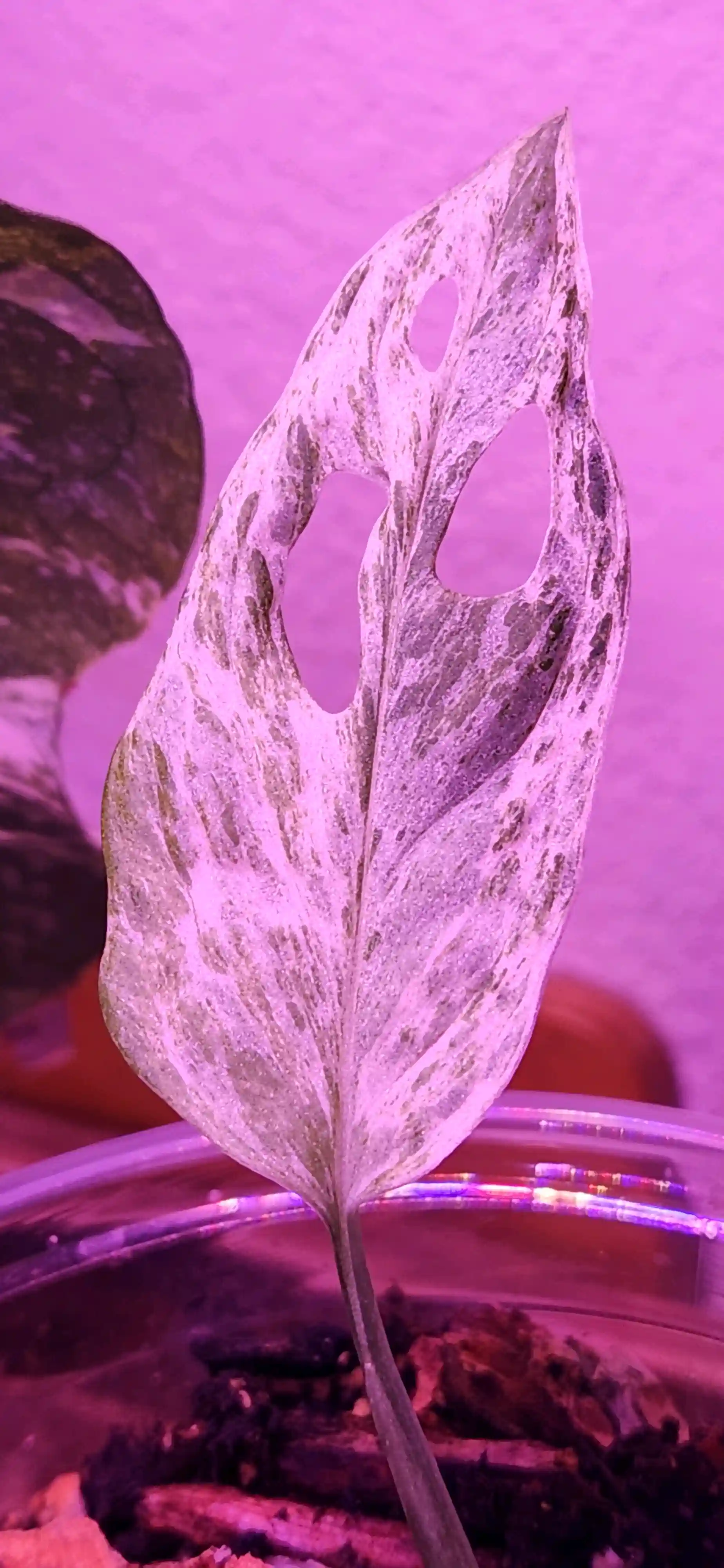 Indonesia Adansonii Mint