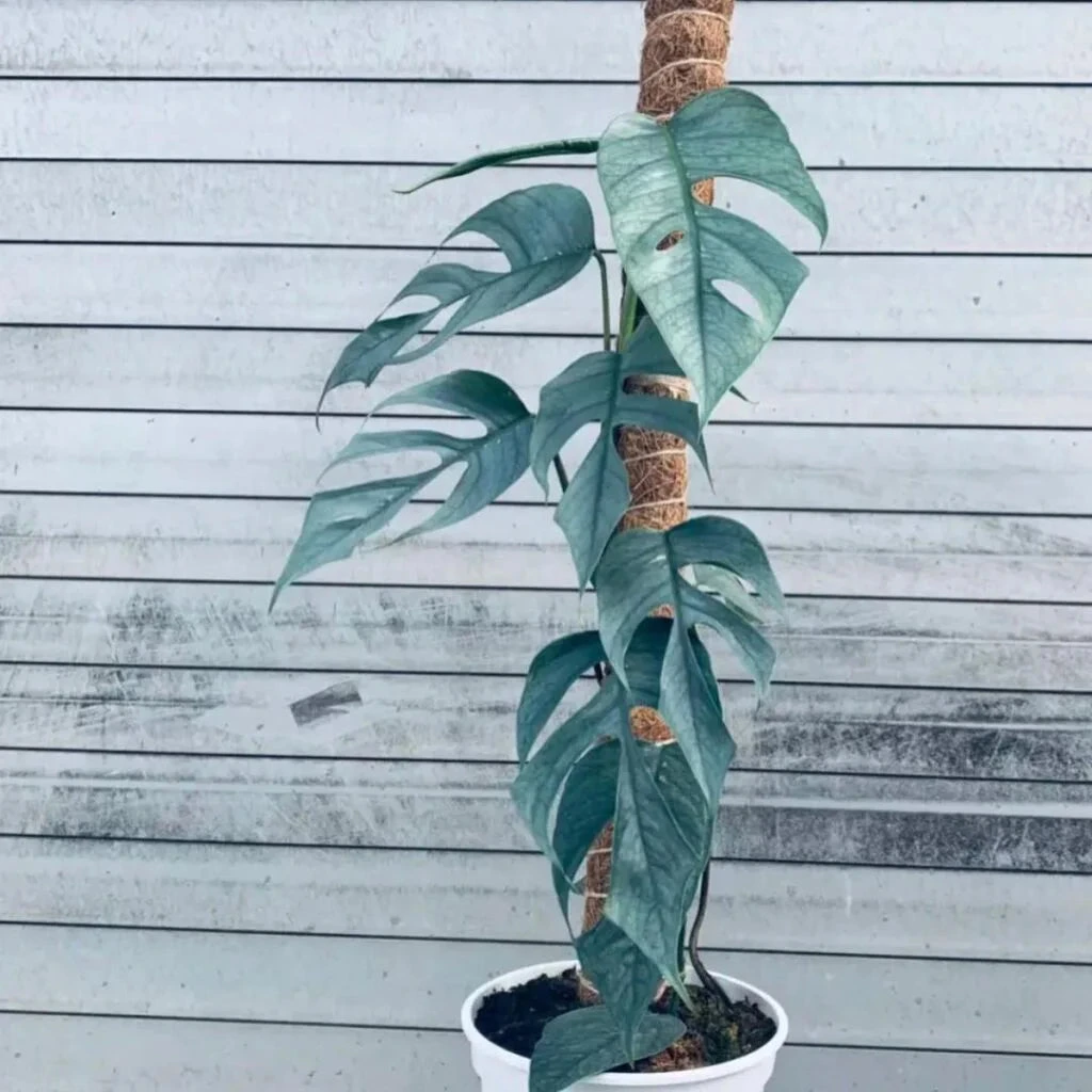 Epipremnum Cebu Blue Baby Plant