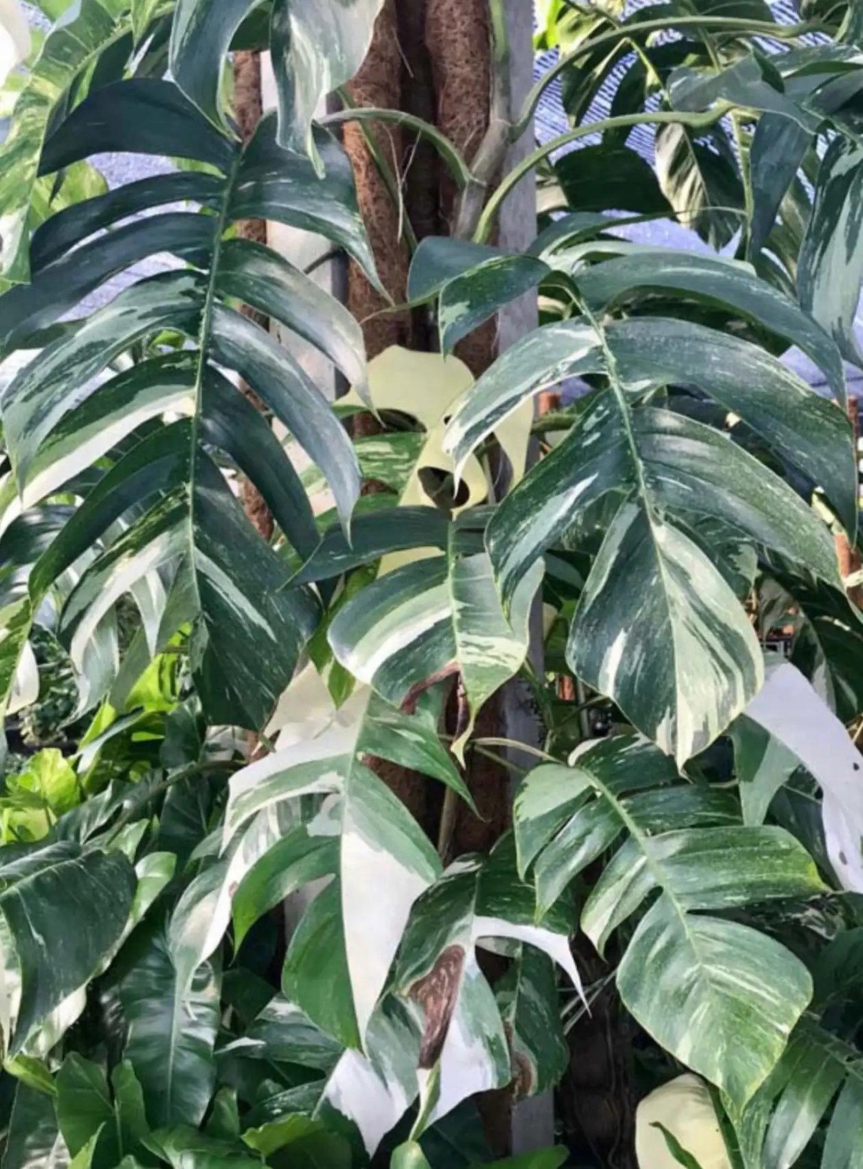 Epipremnum Pinnatum Albo Baby Plant
