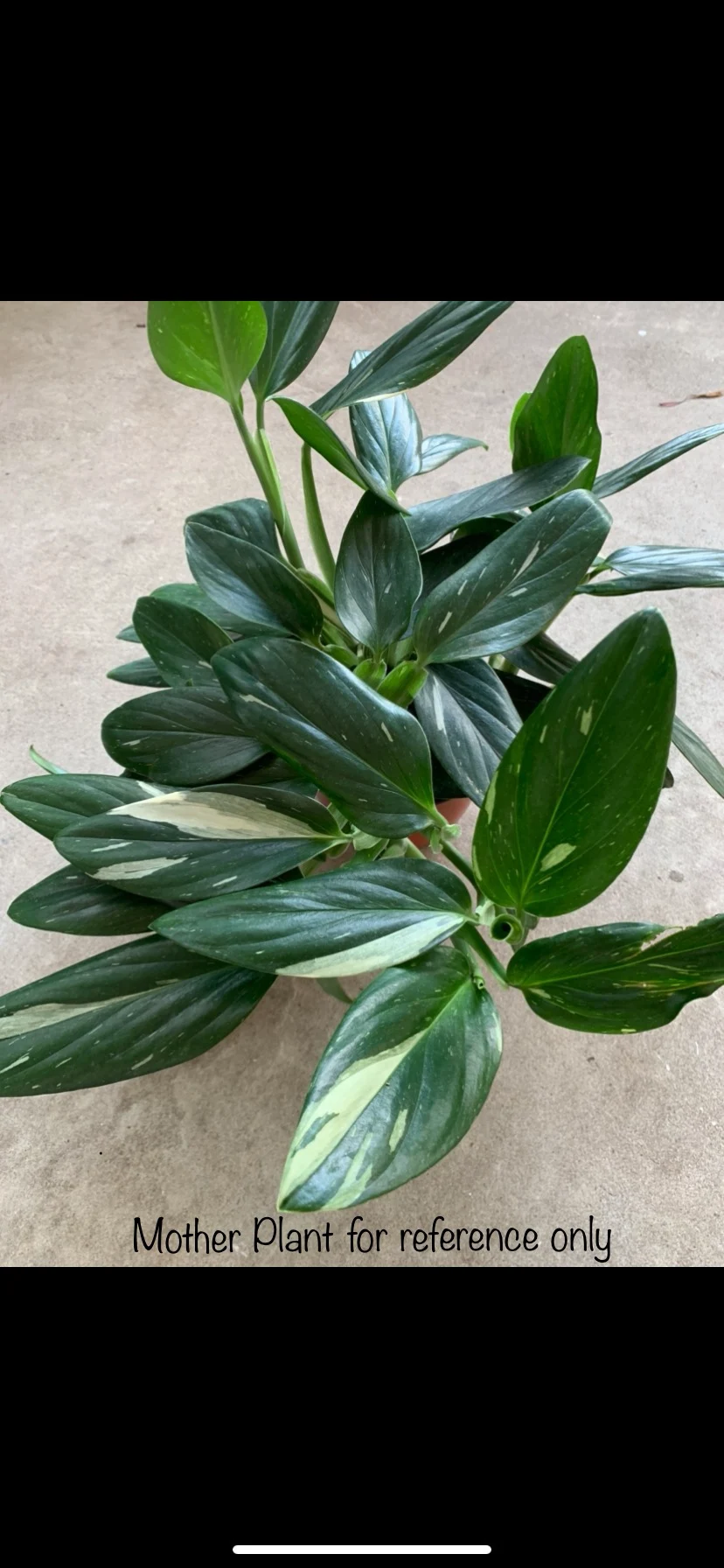 Monstera Standleyana Albo Baby Plant