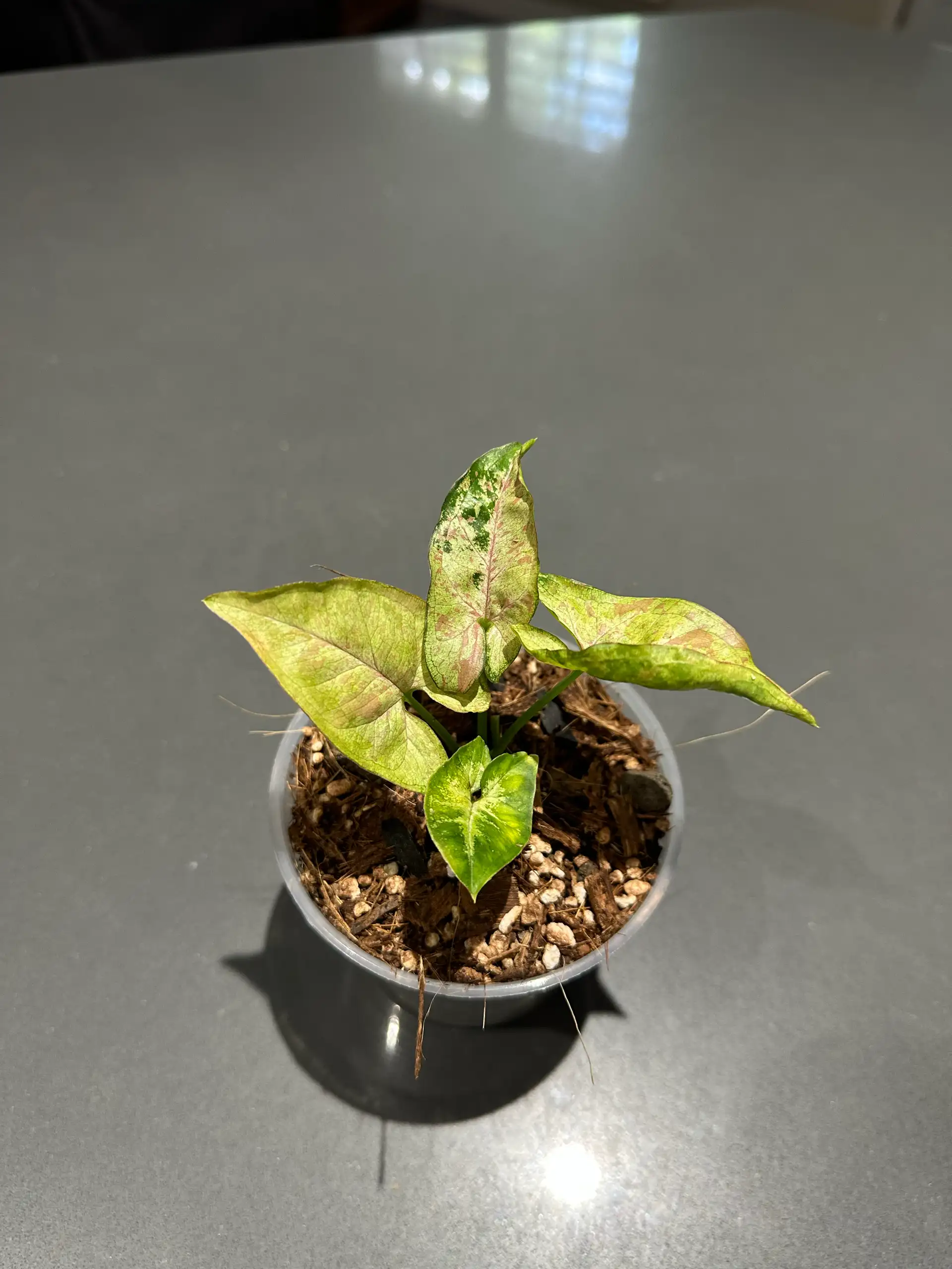 “Milk Confetti Tricolor” Syngonium - Imported From Indonesia  - Free UPS Shipping