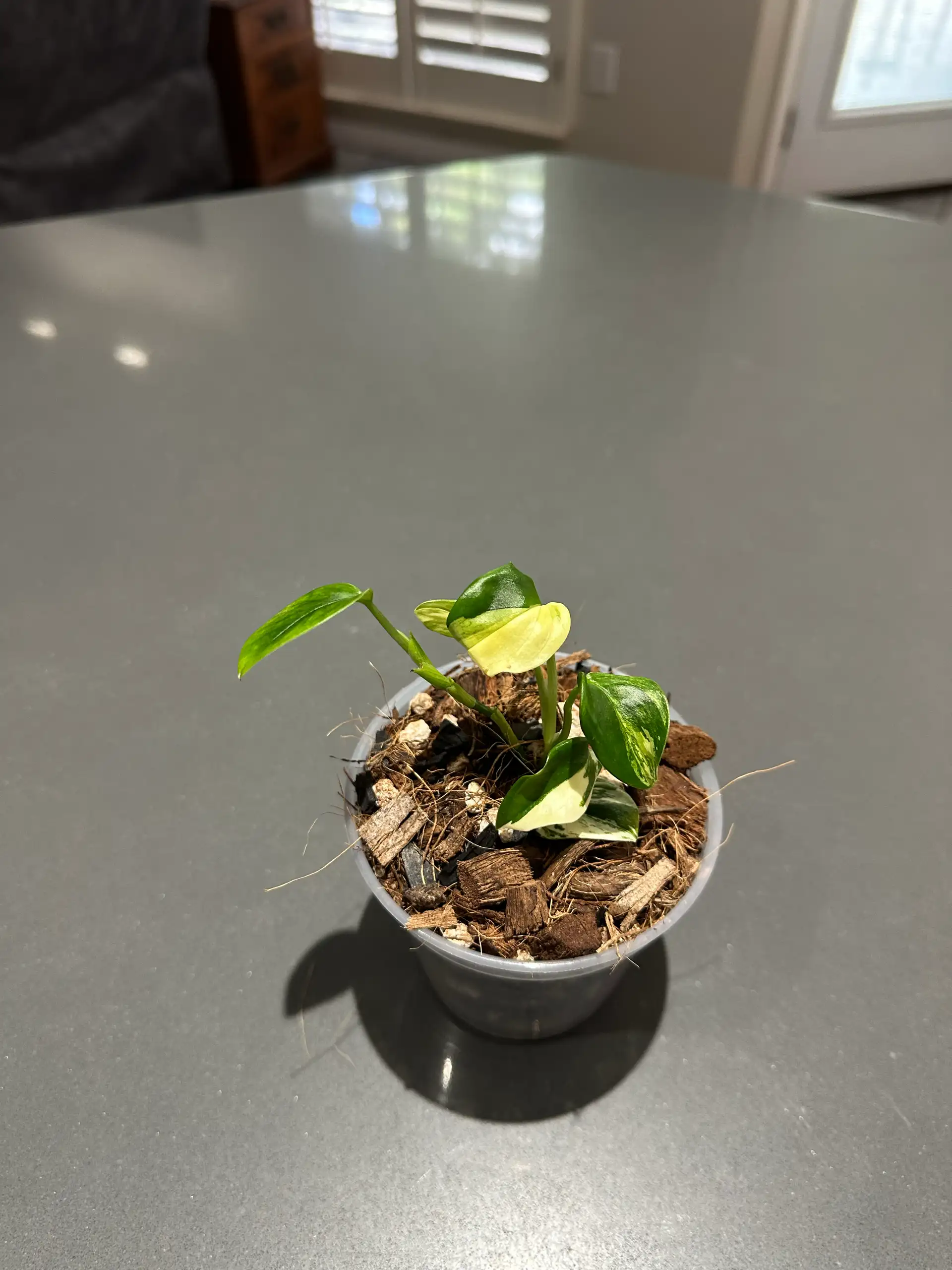 (Add-On Only) “Aurea Standleyana” Monstera - Imported From Indonesia - Free UPS Shipping
