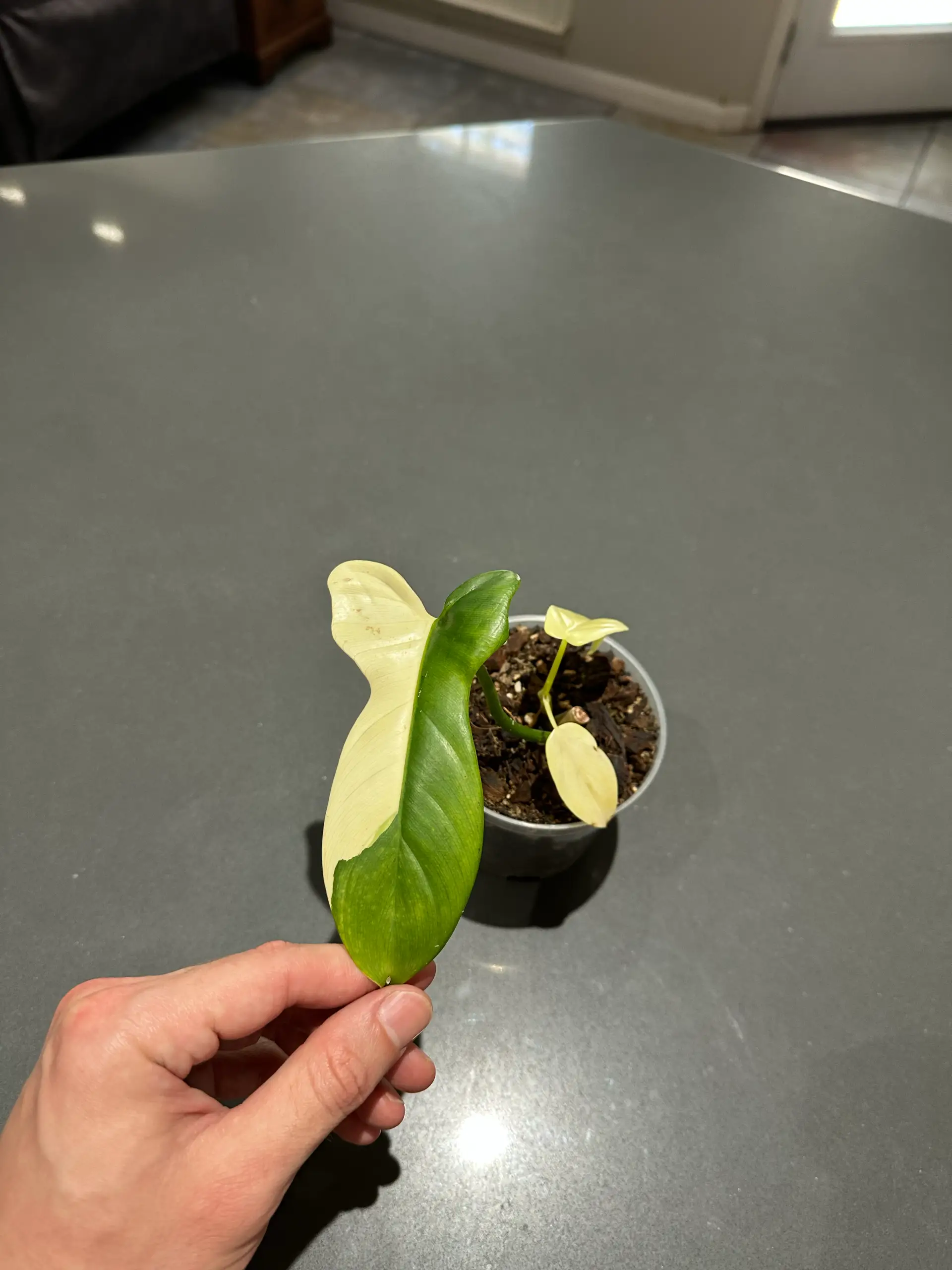 (Add-On Only) “Variegated Bipennifolium” Philodendron - Imported From Indonesia