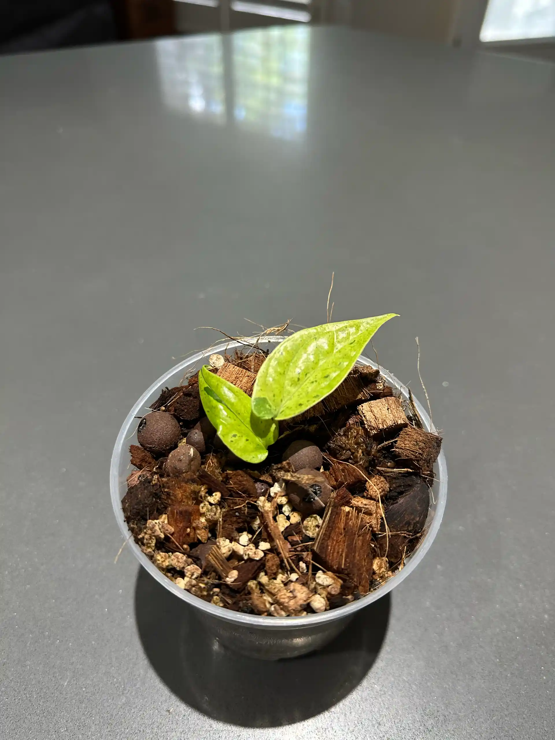 “Tricolor” Epipremnum - Imported From Indonesia - Free UPS Shipping