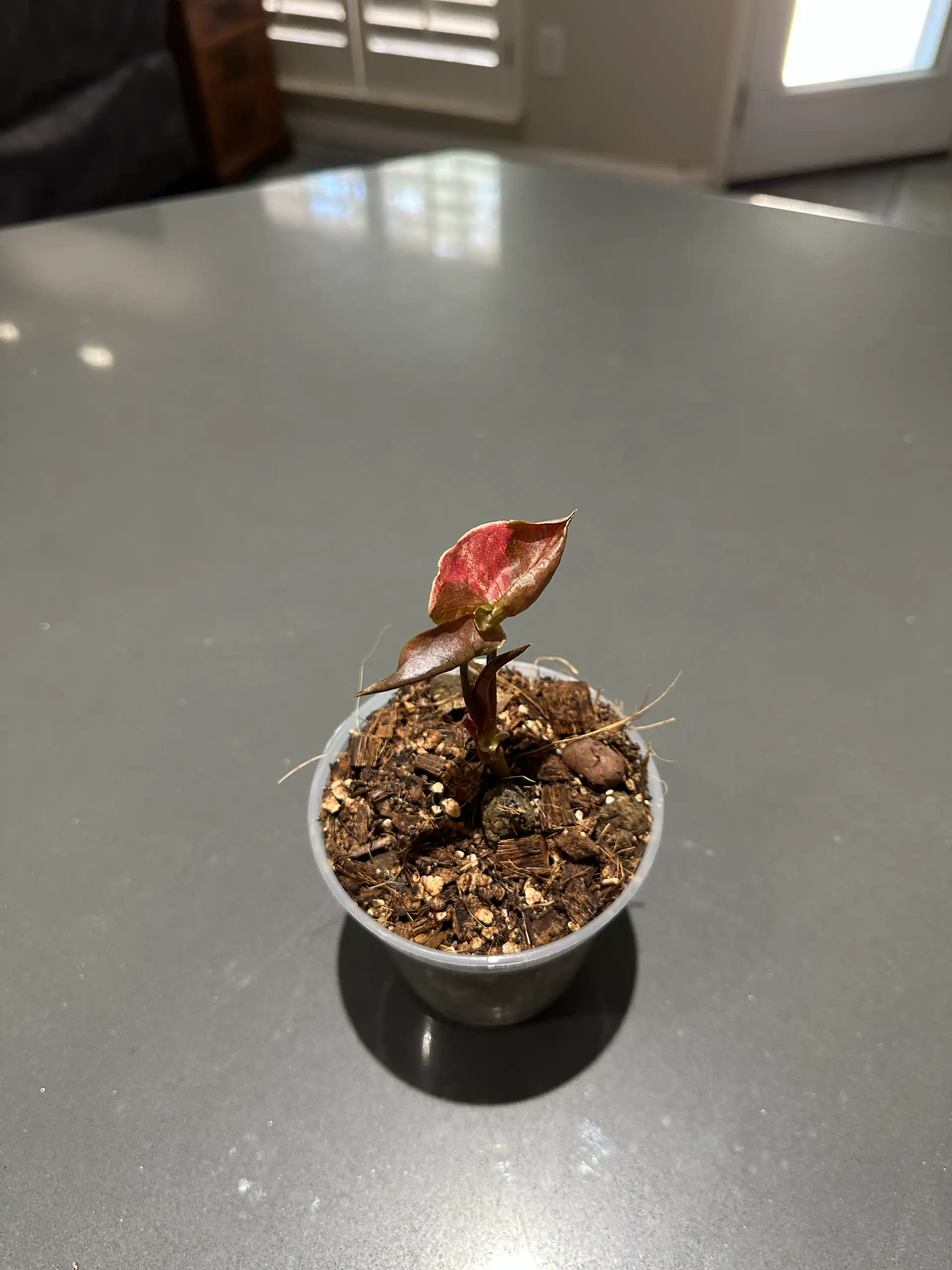 (Add-On Only) “Strawberry Ice Galaxy” Syngonium - Imported From Indonesia