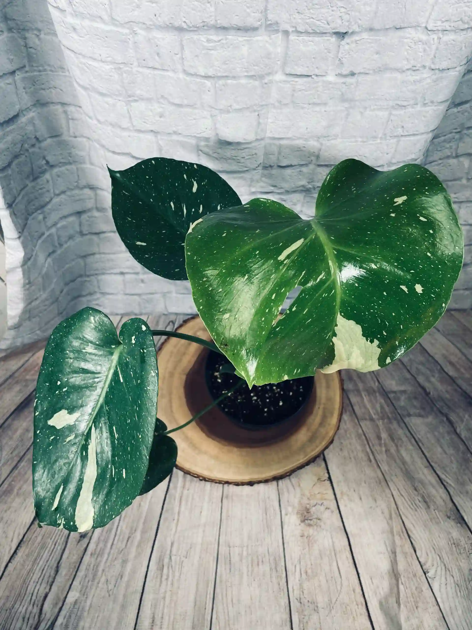 monstera-thai-constellation-blossm