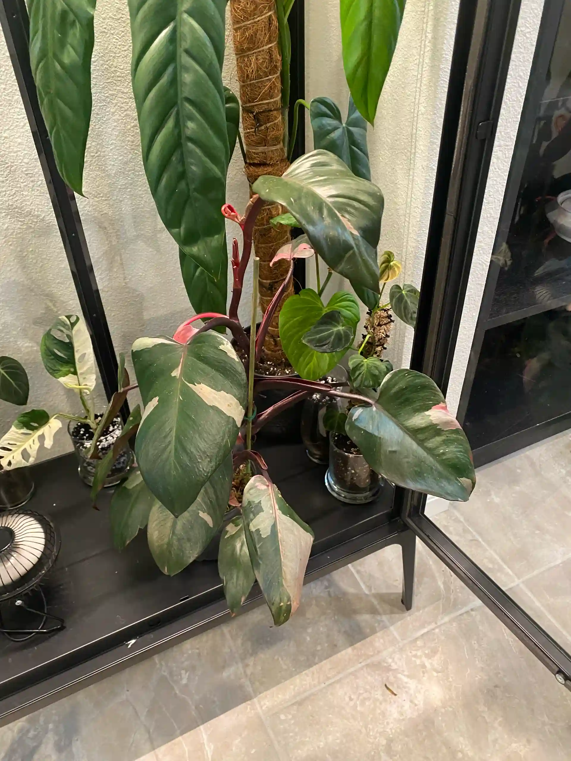 Big Tall Philodendron Pink Princess