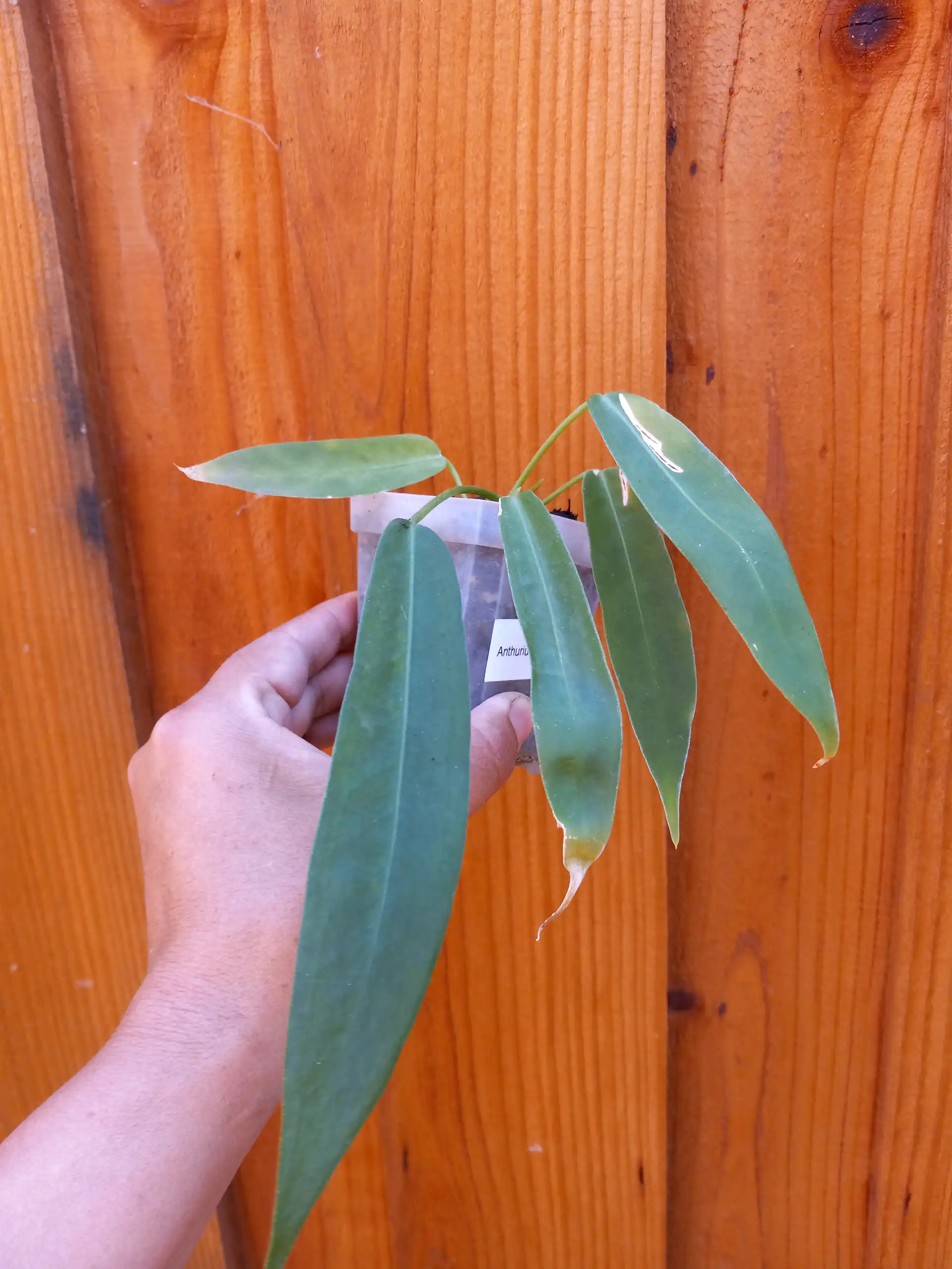 Anthurium Pallidiflorum