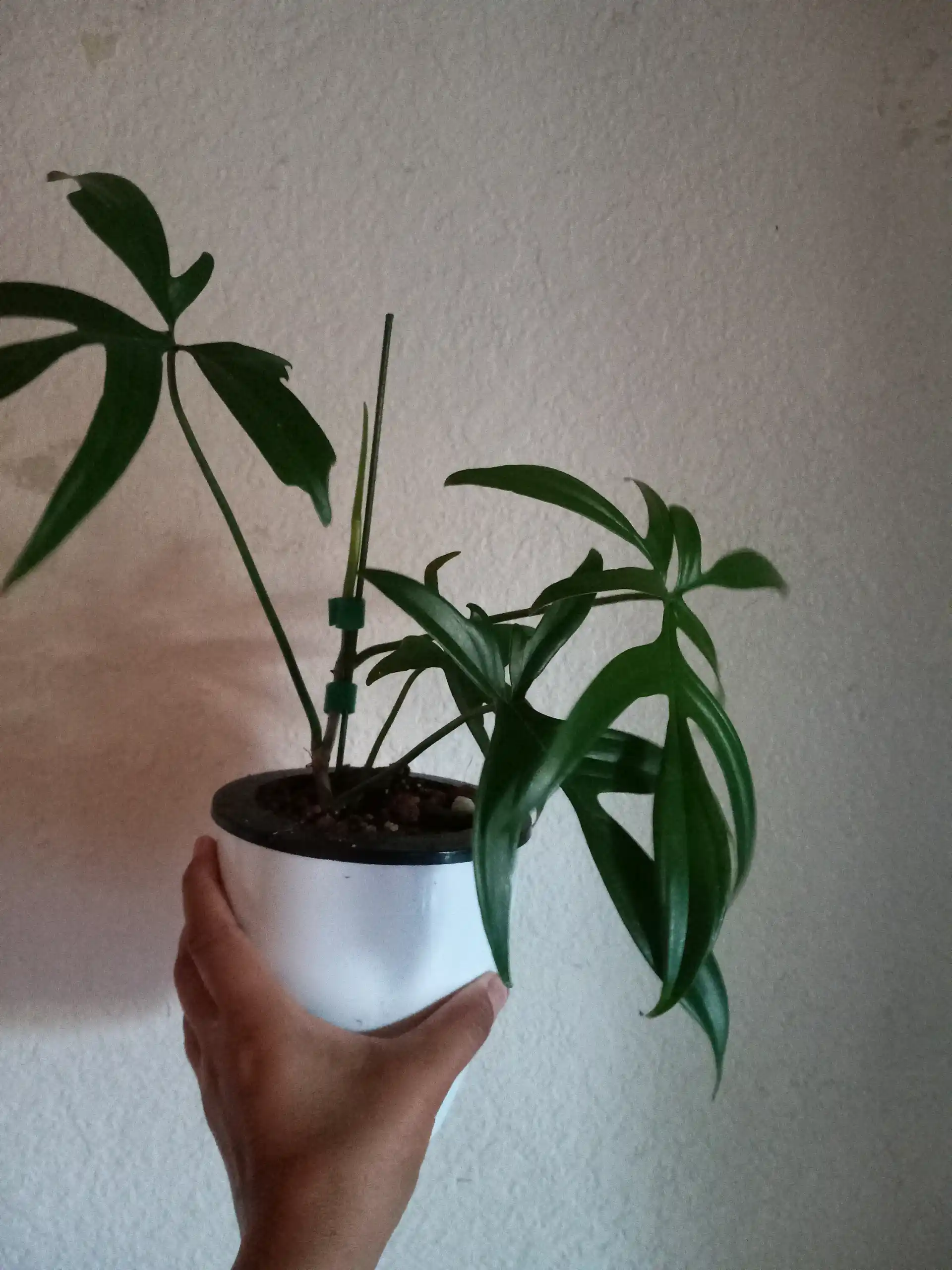 Philodendron Quercifolium