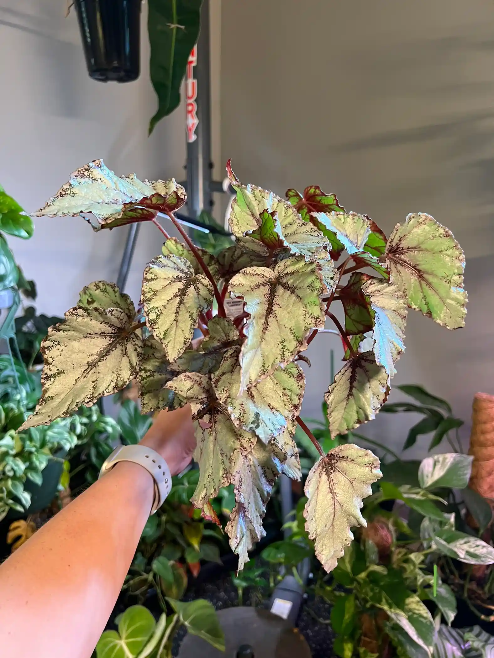 Epipremnum Pinnatum Marble King  Limited Leaves - Limited Leaves