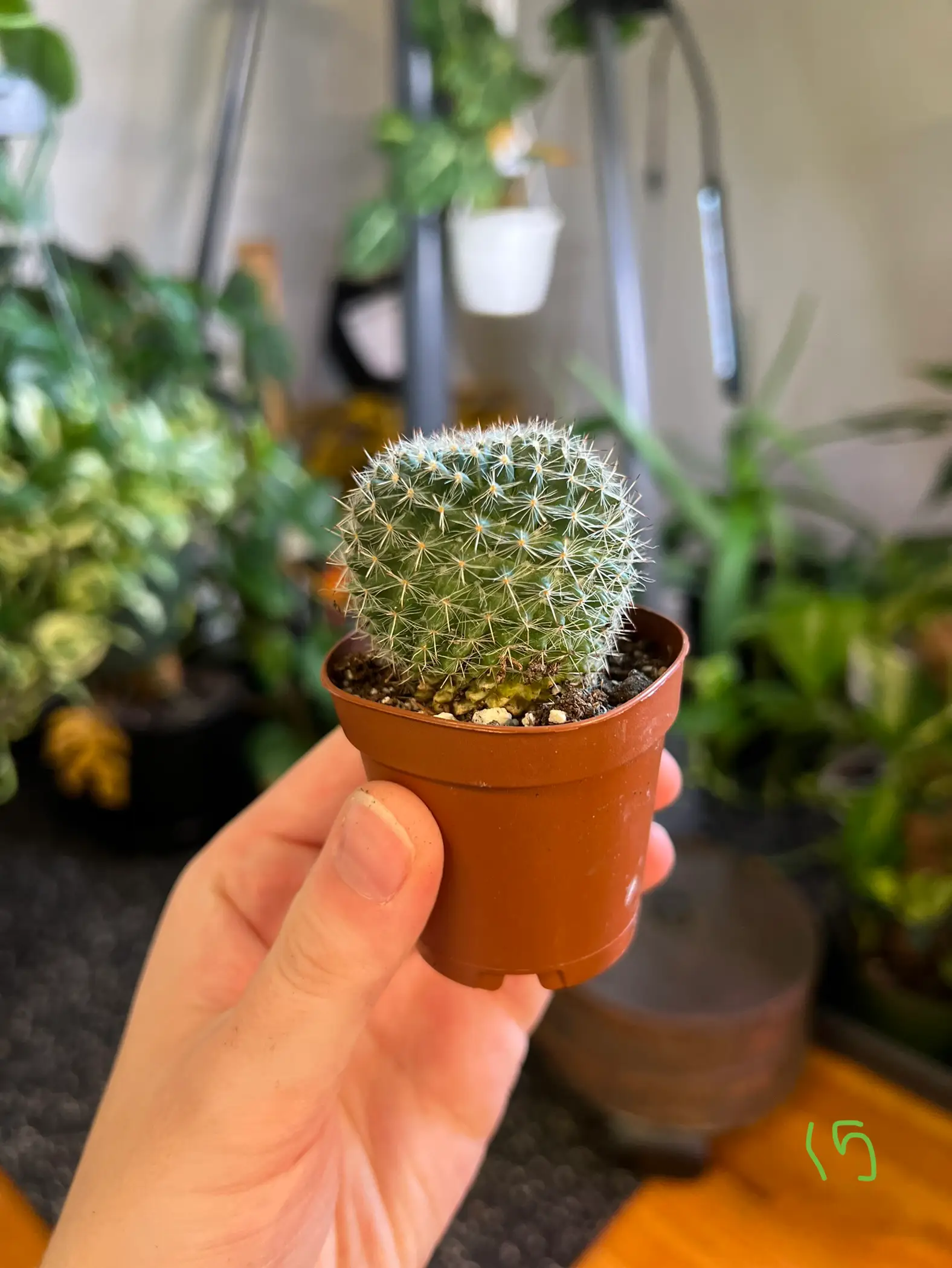 Cactus - Blossm Cactus - Blossm