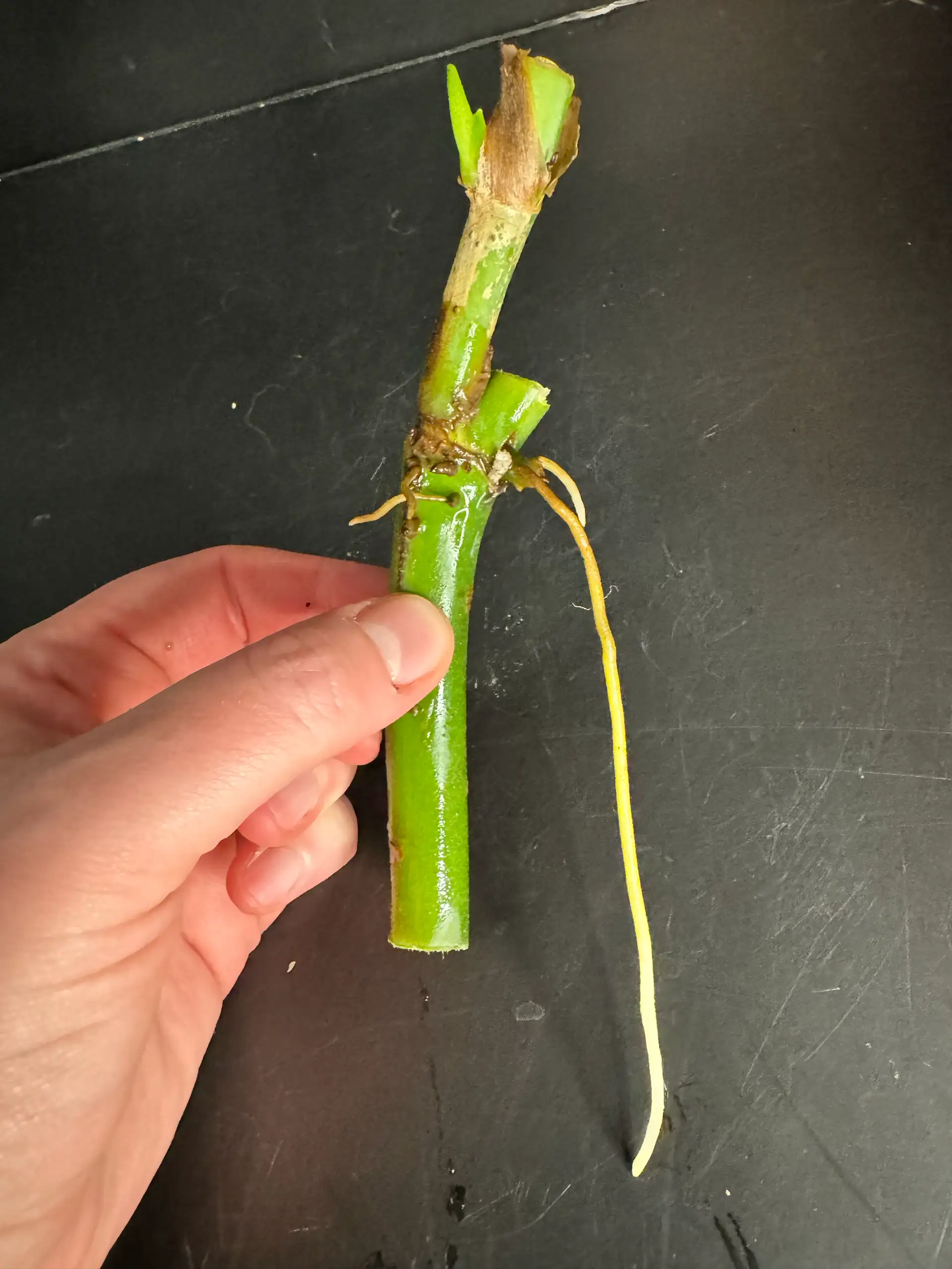 Monstera Esqueleto Cutting- 1 node, New Growth, Rooted