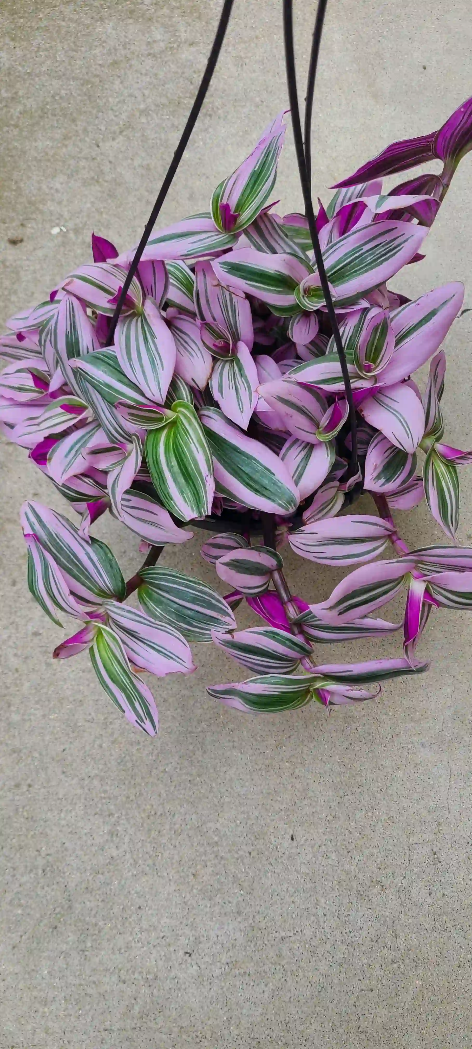 Tradescantia Nanouk - Blossm