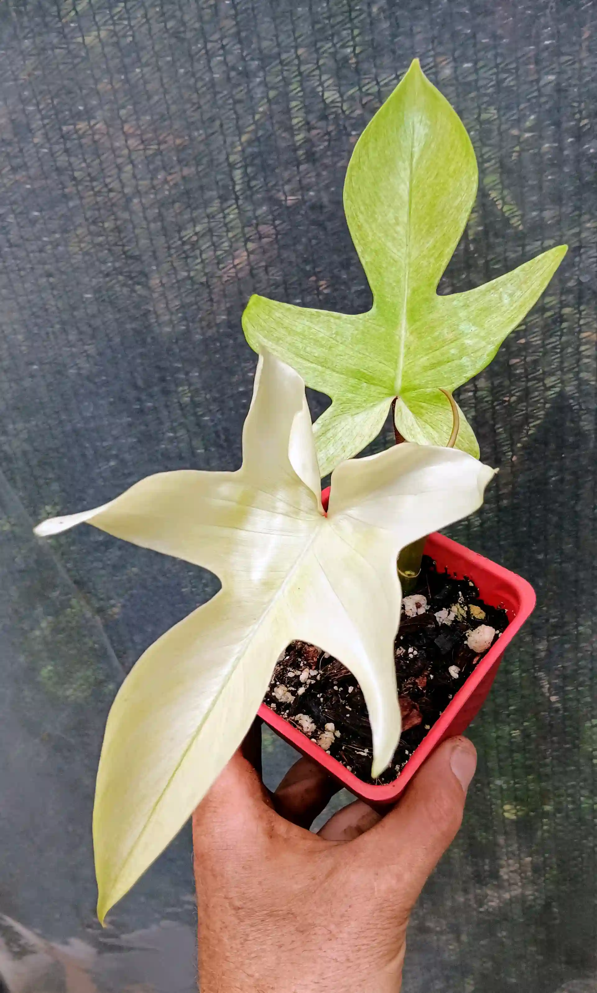 Philodendron Florida Mint Ghost