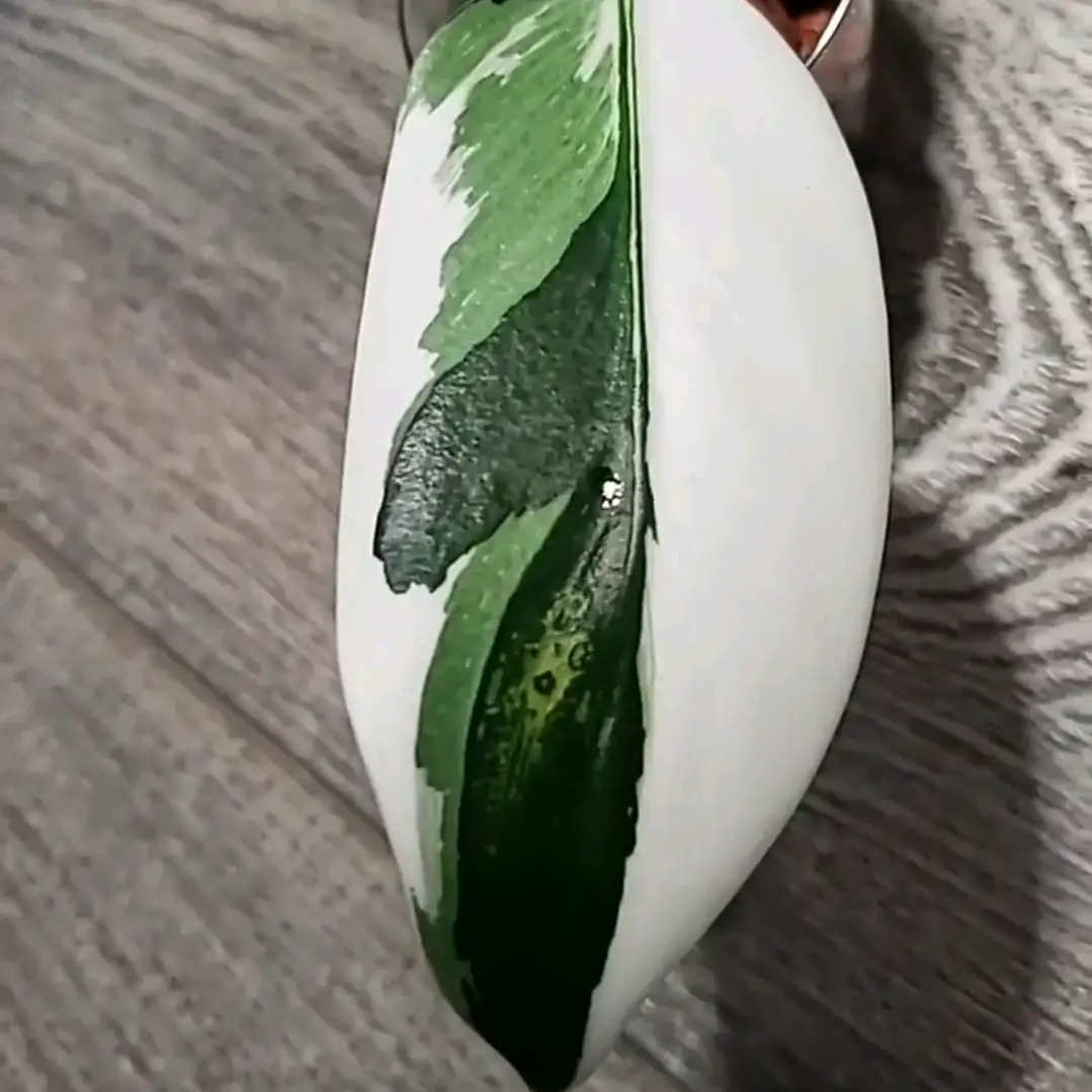 profile