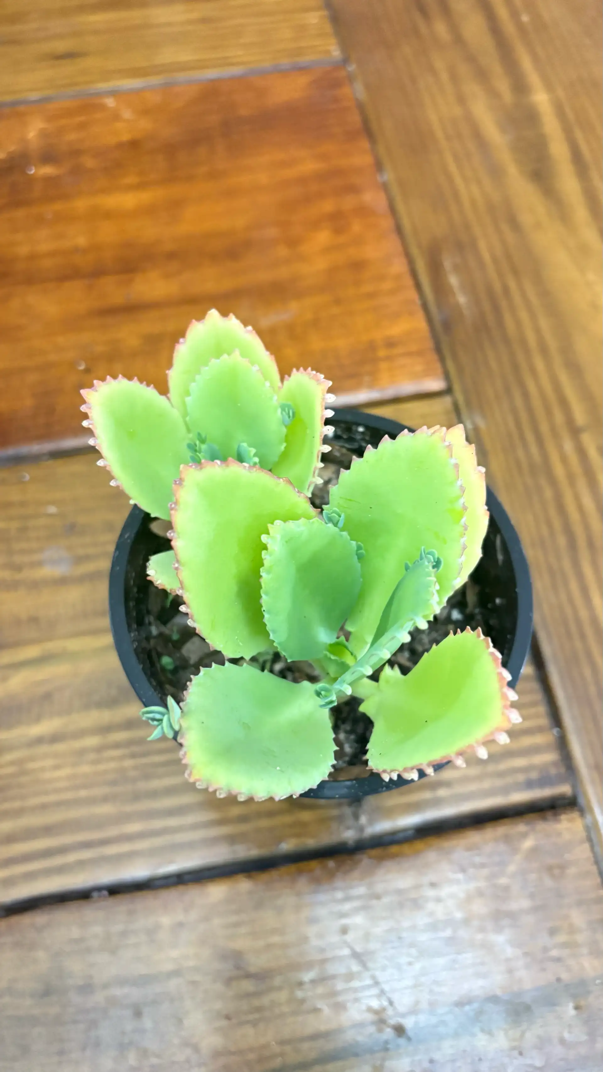 Mothers of thousand succulent