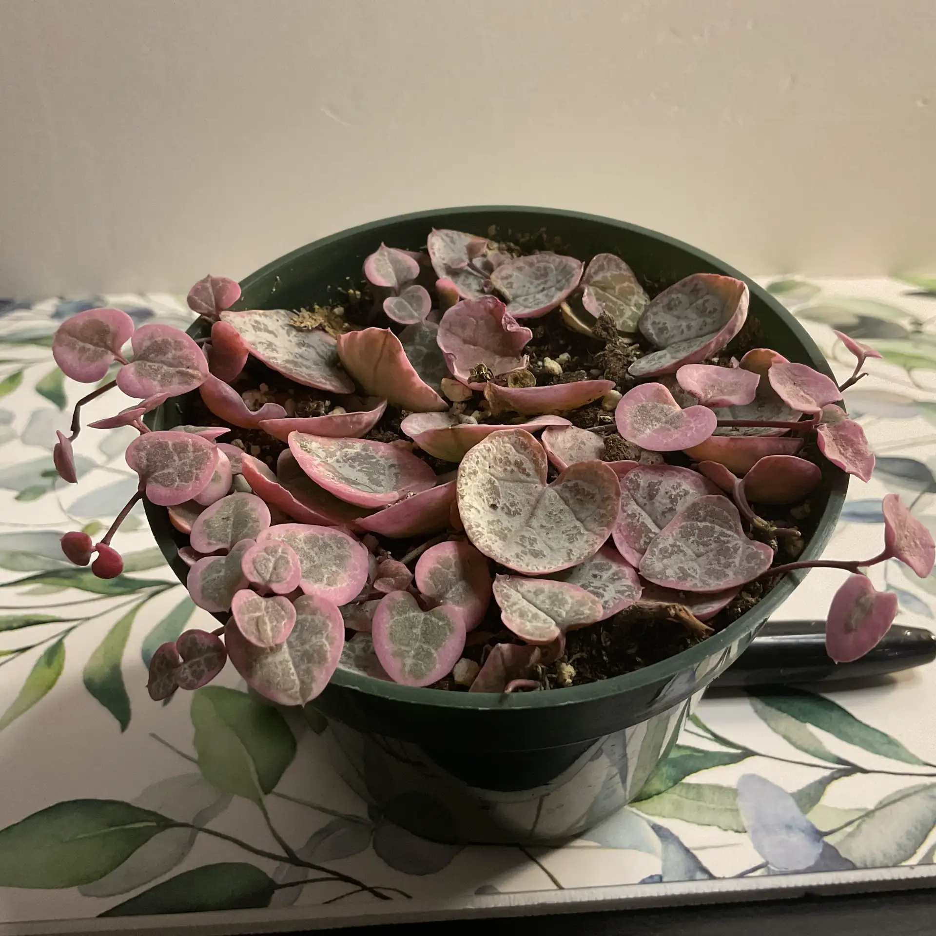 String Of Hearts Variegated