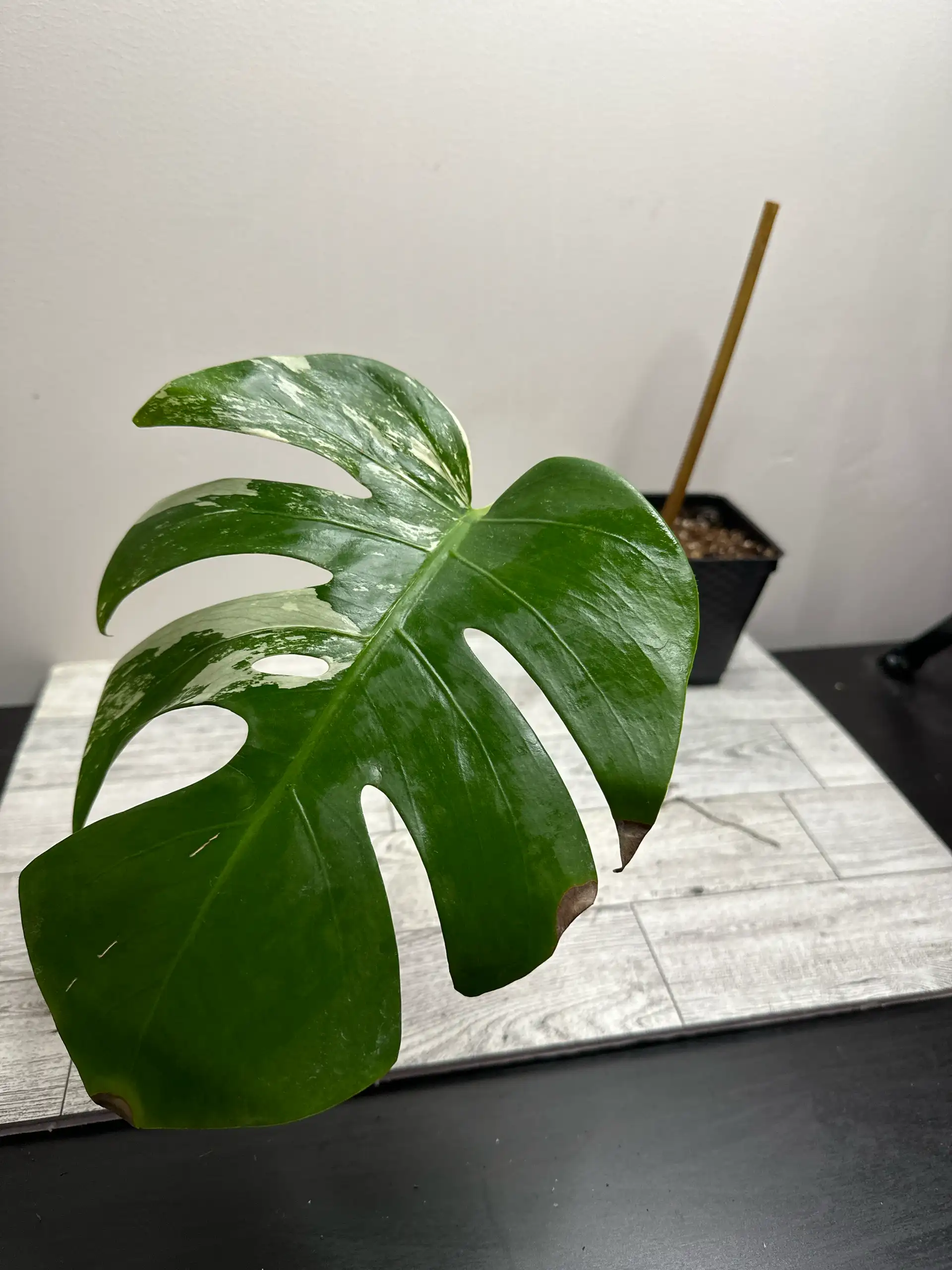 Rooted Monstera Albo